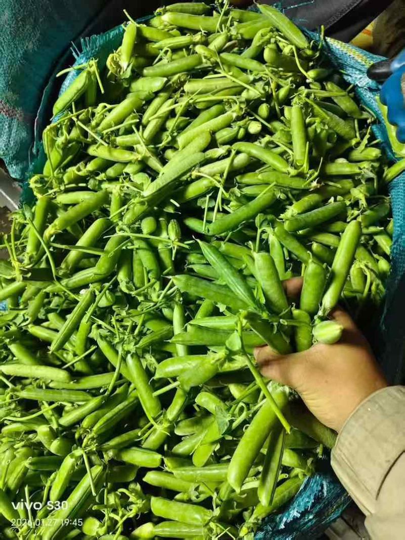 豌豆