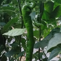 螺丝椒