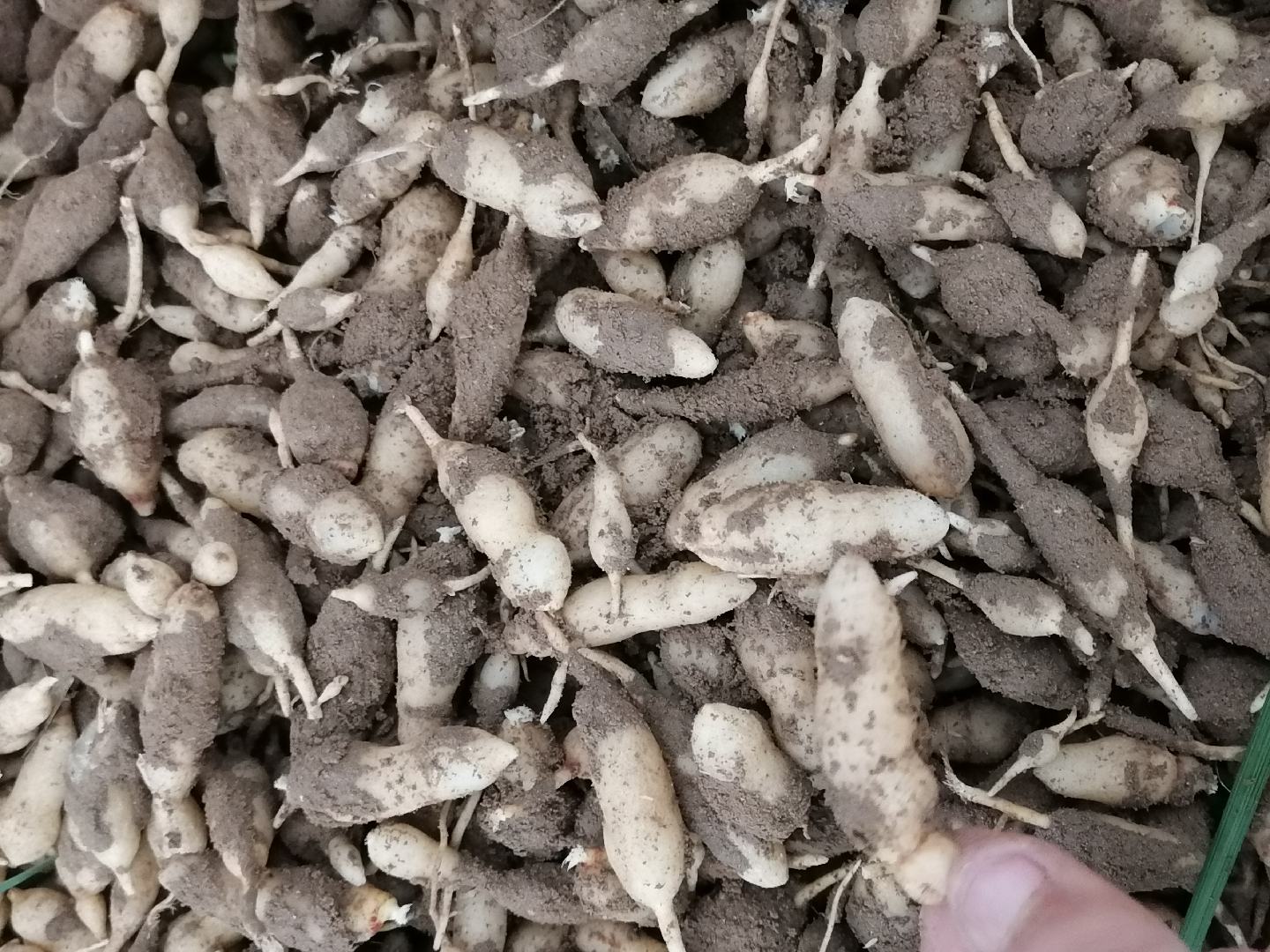 鲜麦冬