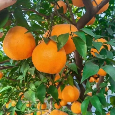 不知火，丑橘
