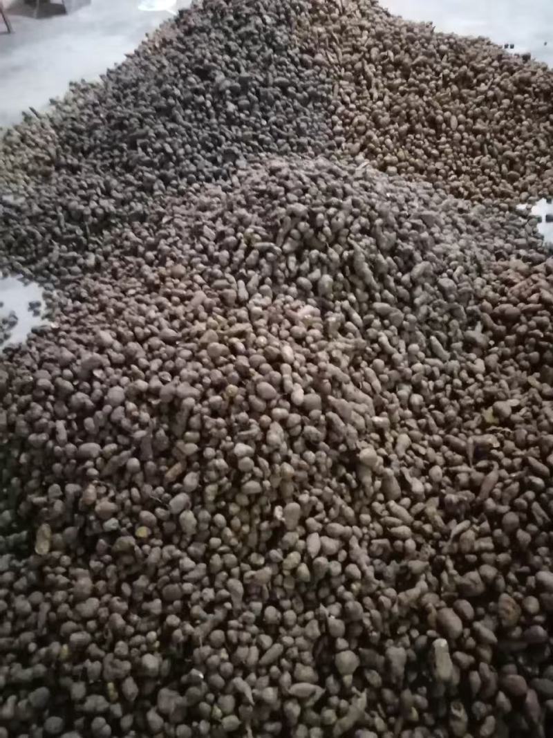 三叶青带果苗