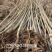 3804杨树苗无飞絮，5年成材，只卖河北保定蠡县附近的