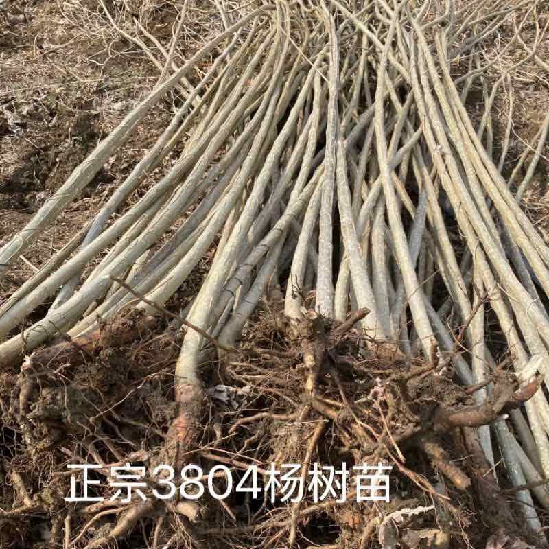 3804杨树苗无飞絮，5年成材，只卖河北保定蠡县附近的