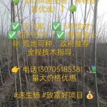 3804杨树苗无飞絮，5年成材，只卖河北保定蠡县附近的