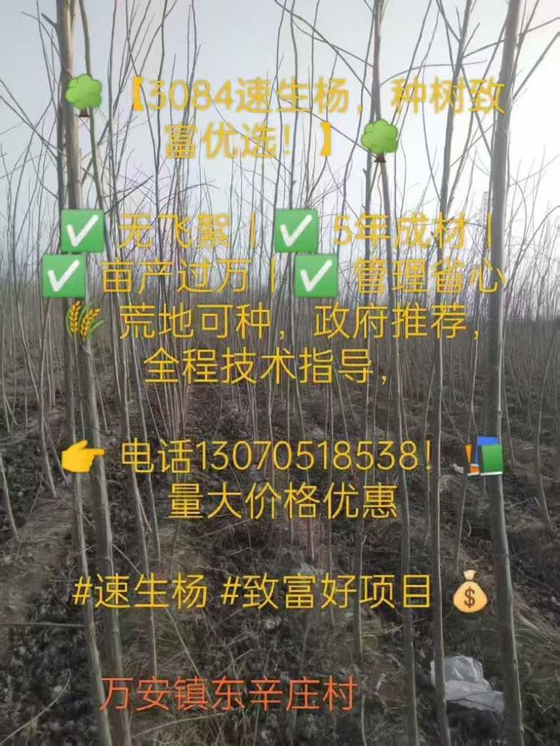3804杨树苗无飞絮，5年成材，只卖河北保定蠡县附近的