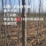 3804杨树苗无飞絮，5年成材，只卖河北保定蠡县附近的