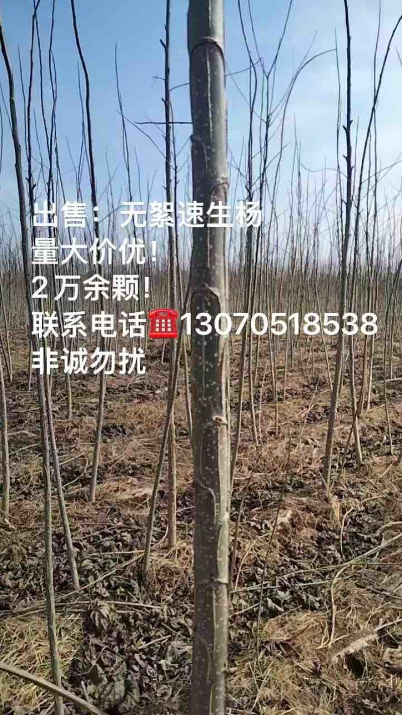 3804杨树苗无飞絮，5年成材，只卖河北保定蠡县附近的