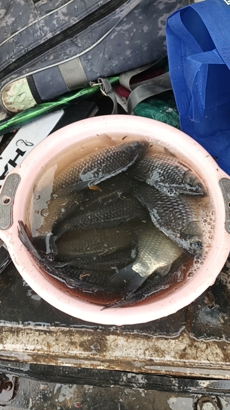 黑坑垂钓使用的添加剂