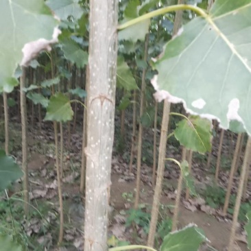 107速生杨树苗