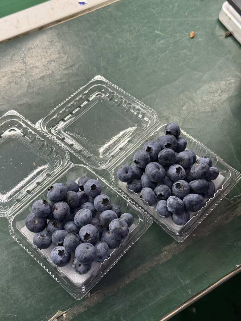 云南蓝莓一件代发电商精品