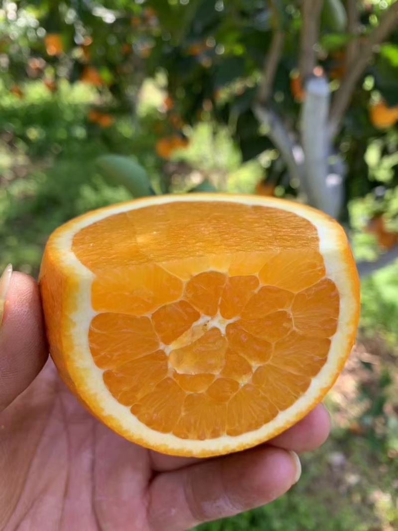 橙子