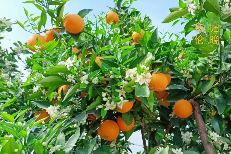 橙子