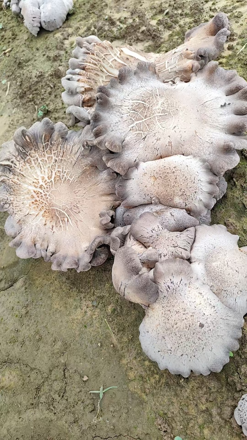 灵芝菇