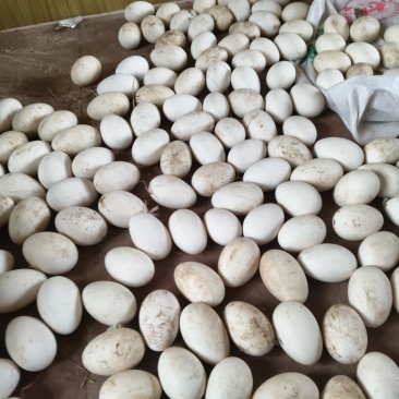 绿色食品鹅蛋