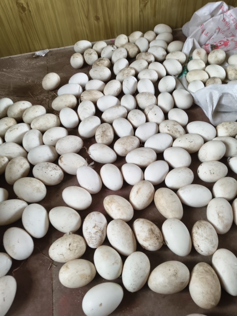 绿色食品鹅蛋
