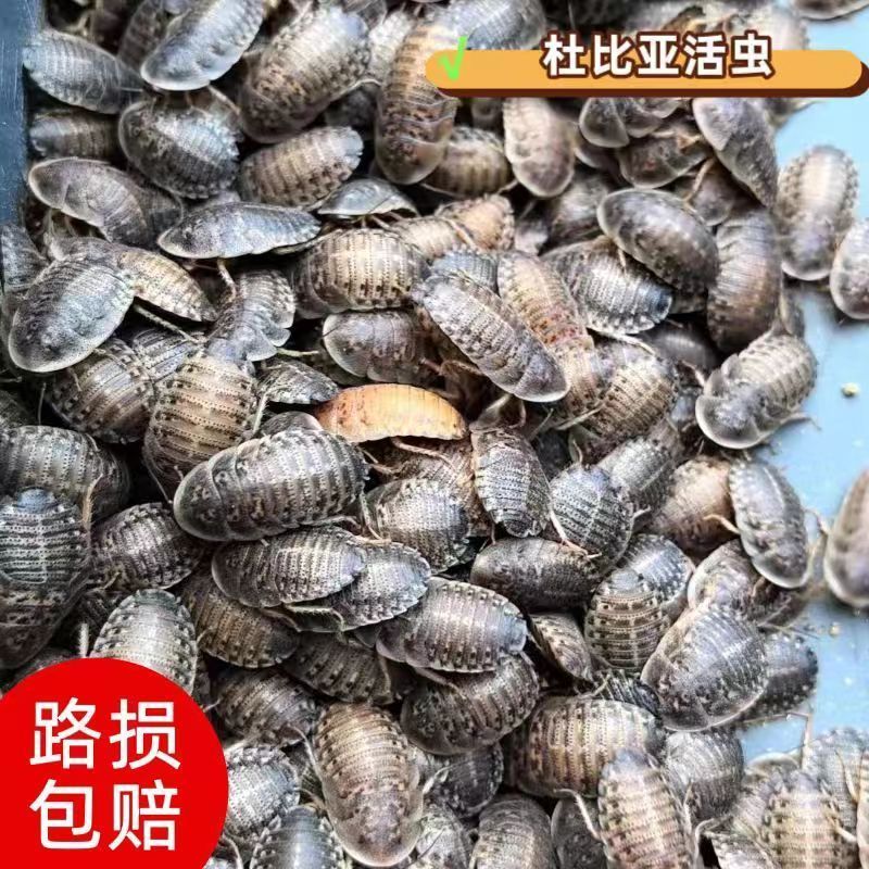 杜比亚蟑螂