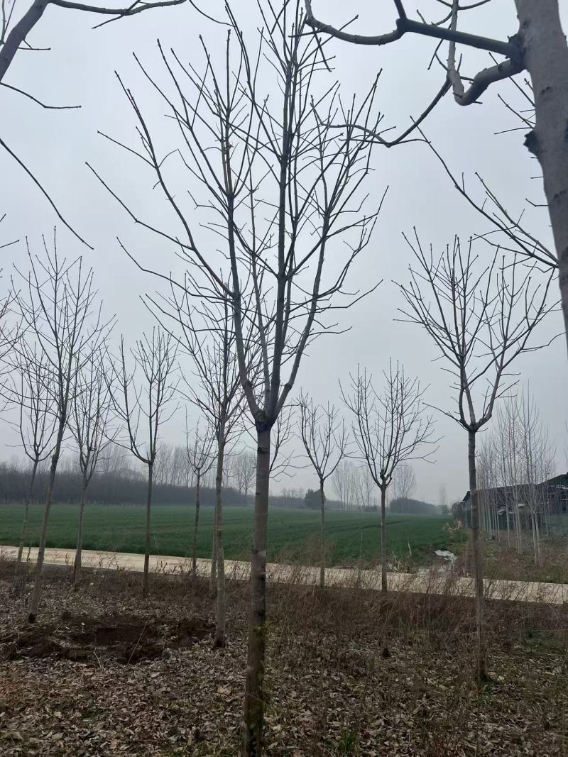 8公分七叶树装车