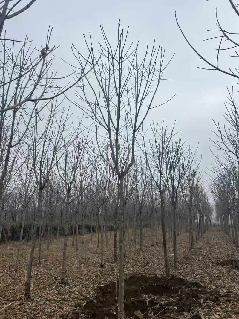 8公分七叶树装车