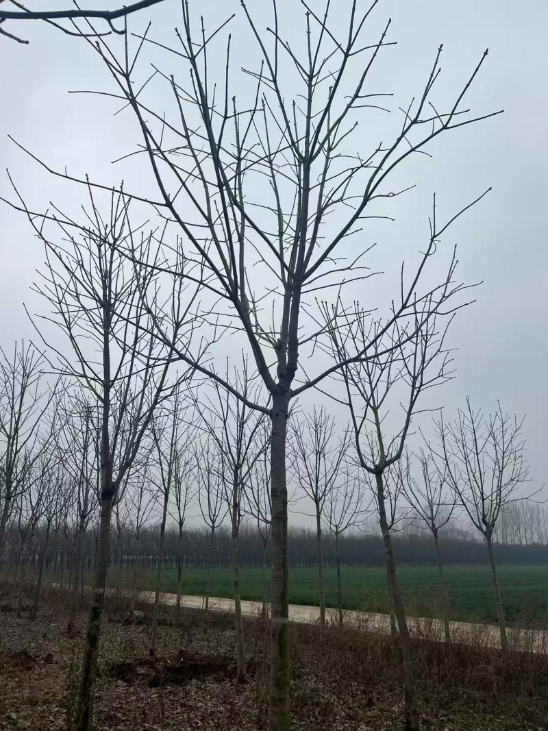 8公分七叶树装车