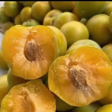 贵州六马蜂糖李