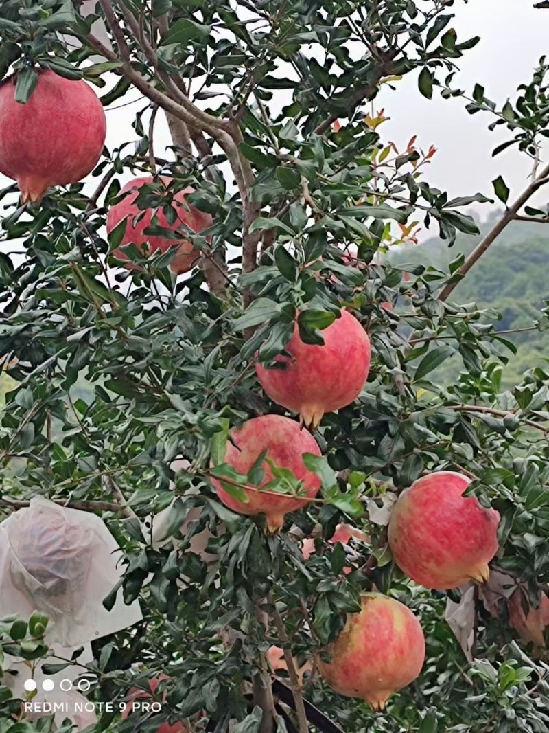 丽江永胜突尼斯软籽石榴，产地直供