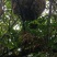 野生马蜂