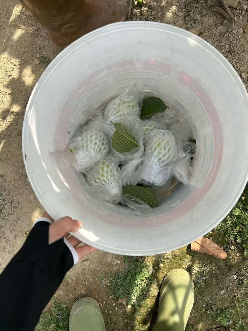 陆丰华侨水果之乡杨桃。芭乐