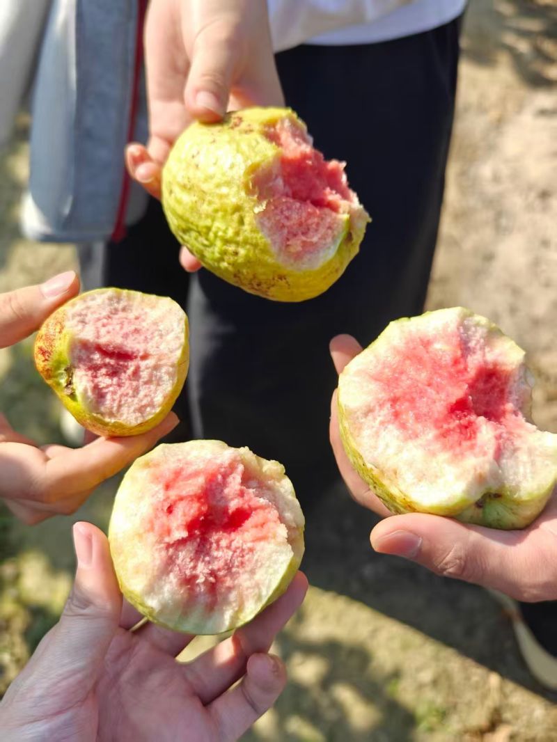 陆丰华侨水果之乡杨桃。芭乐