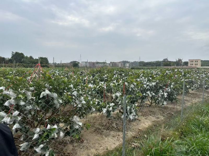 陆丰华侨水果之乡杨桃。芭乐