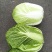 大白菜