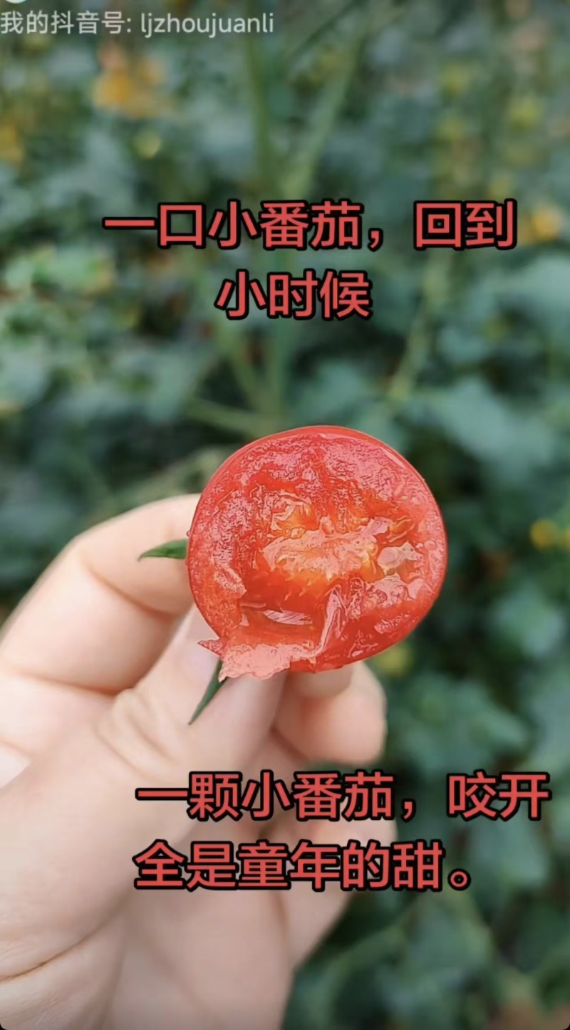 贝贝1号牛奶圣女果