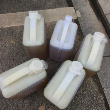 正宗老树山茶油