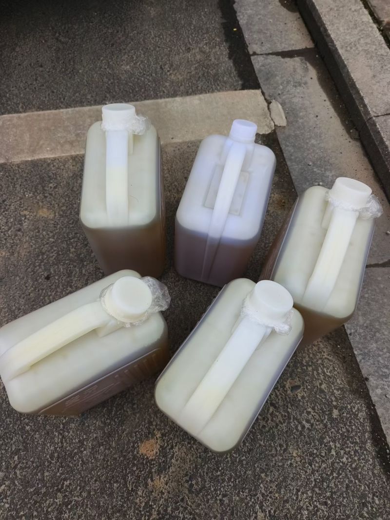 正宗老树山茶油