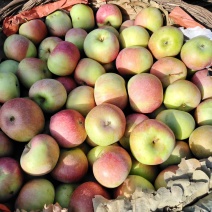 青龙小国光苹果
