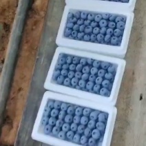 L11-L25各种规格蓝莓