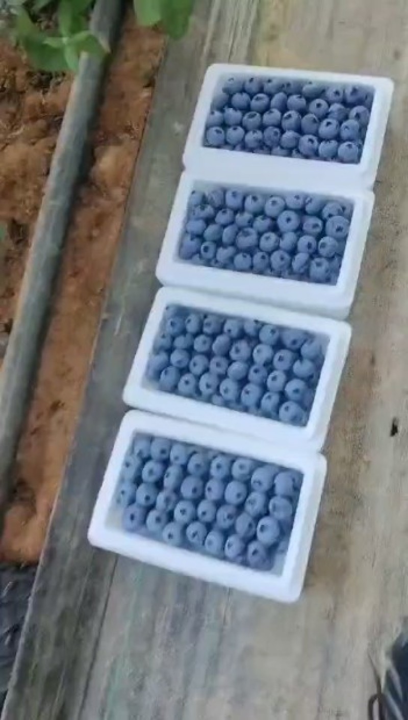 L11-L25各种规格蓝莓