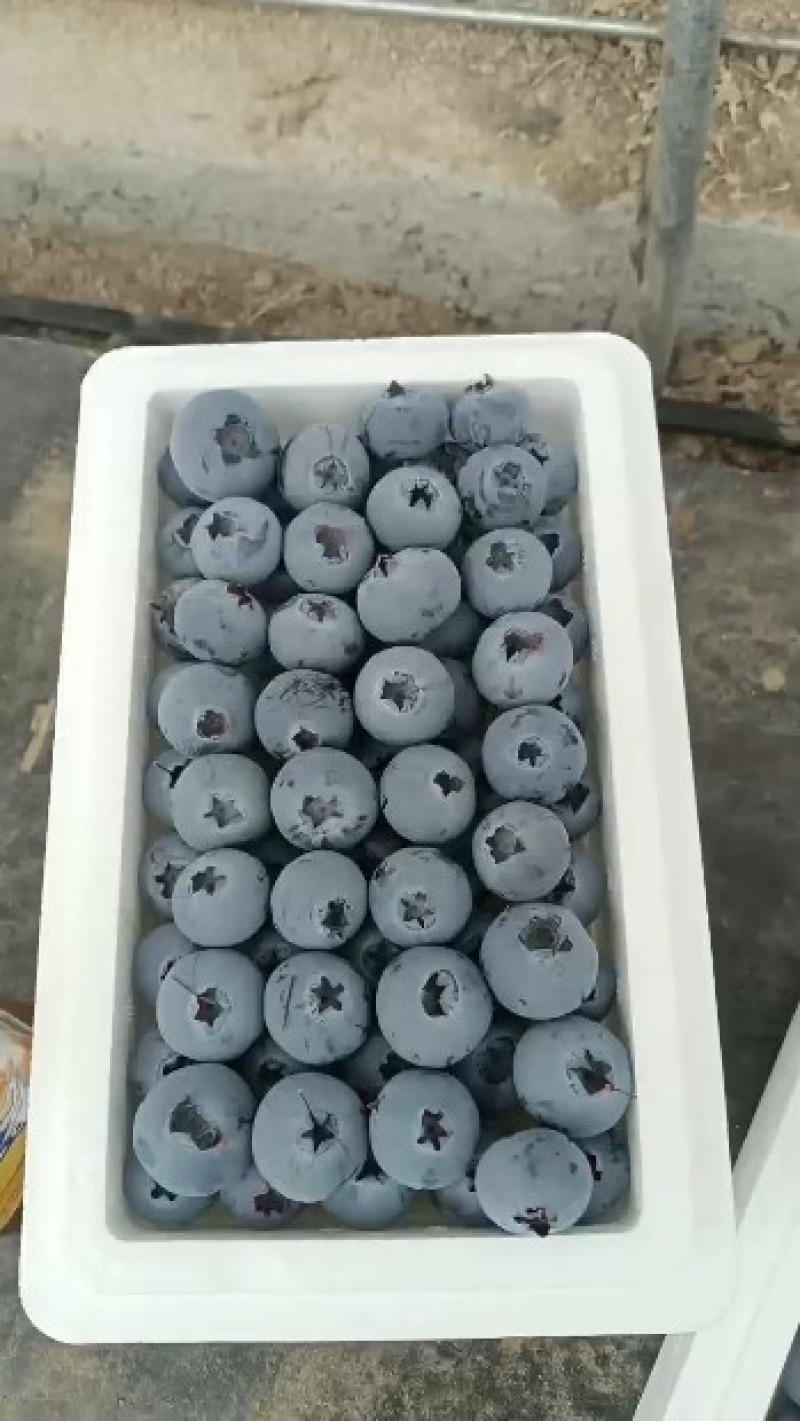 L11-L25各种规格蓝莓