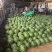 无籽美都，大量有货，产地一手货源，新鲜直达