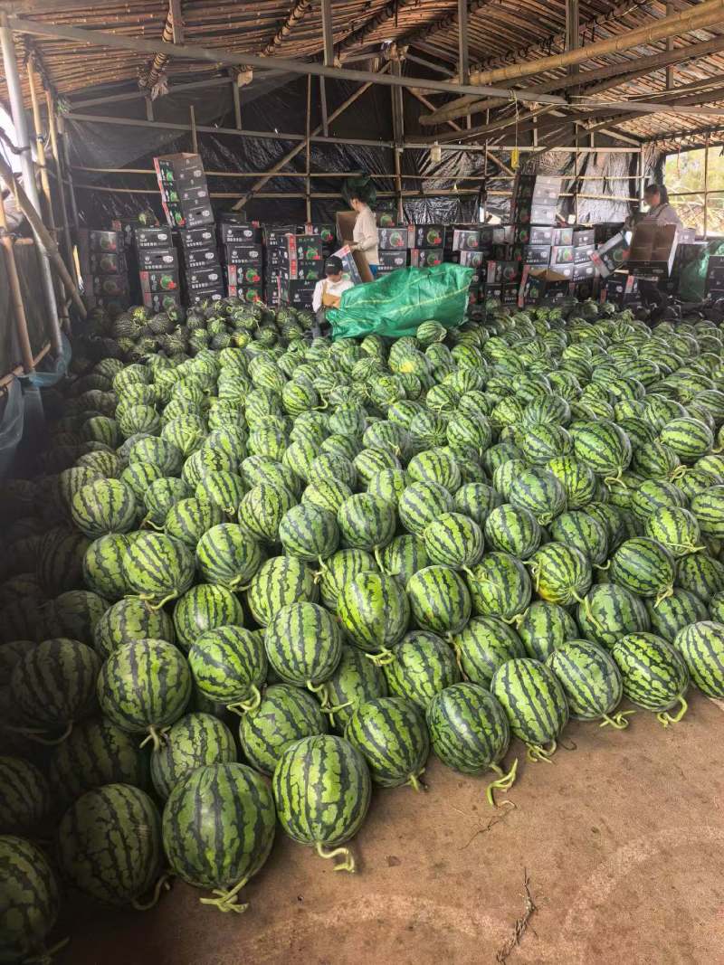 无籽美都，大量有货，产地一手货源，新鲜直达