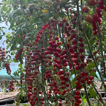 番茄