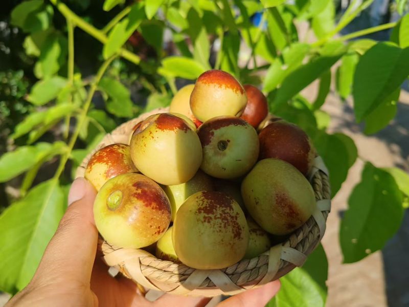 大荔冬枣