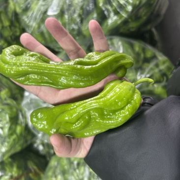 芜湖椒、苏椒、薄皮椒