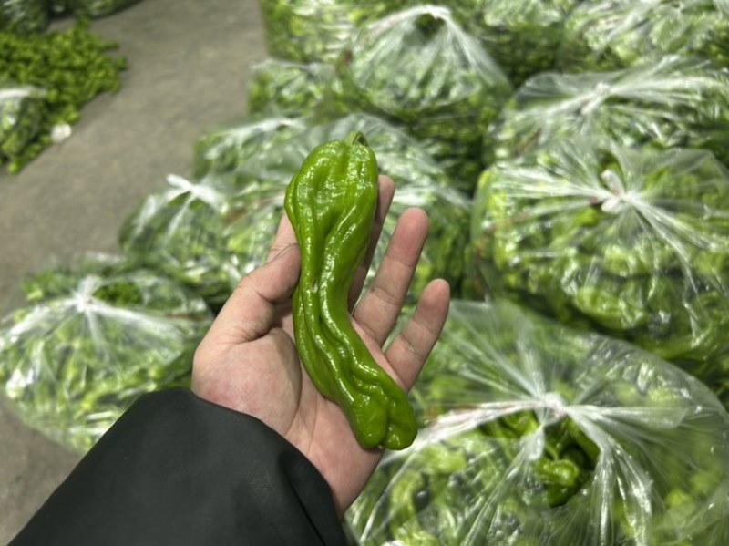 芜湖椒、苏椒、薄皮椒