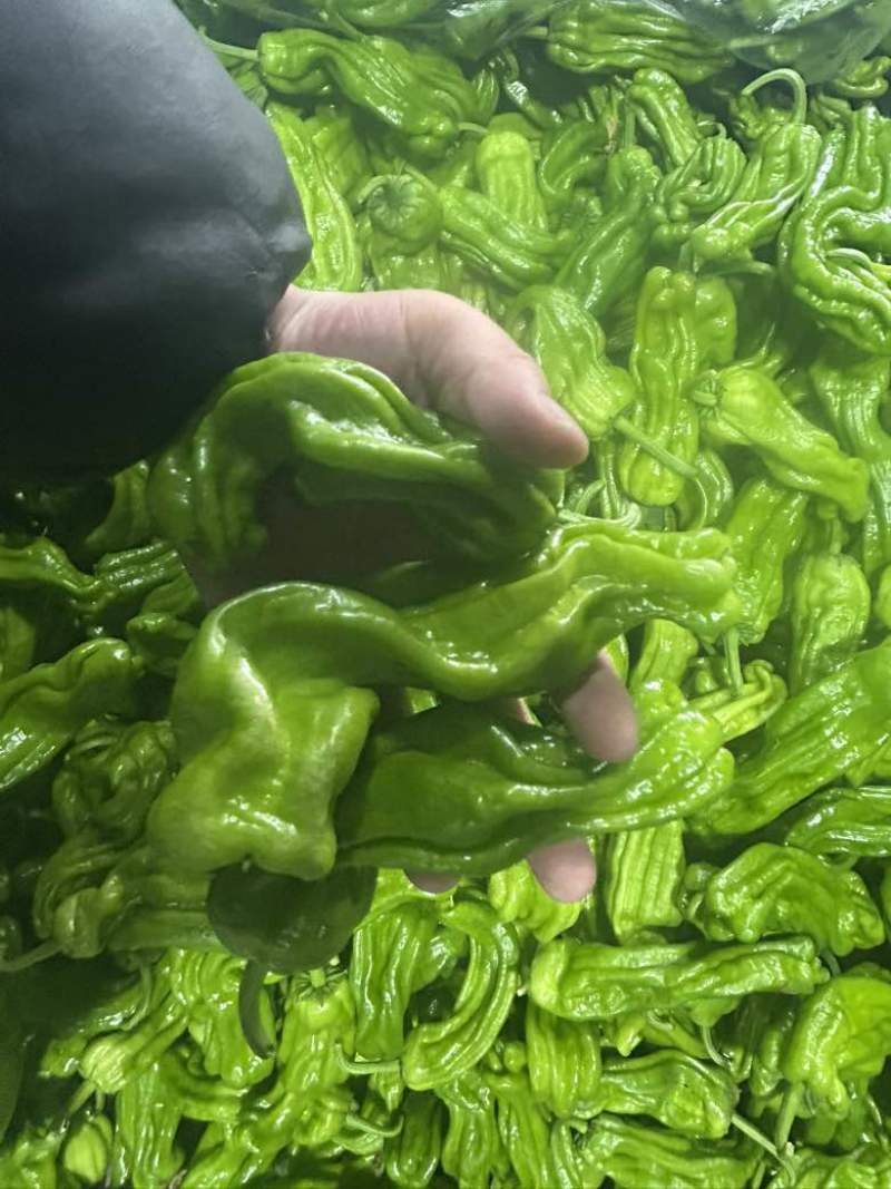 芜湖椒、苏椒、薄皮椒