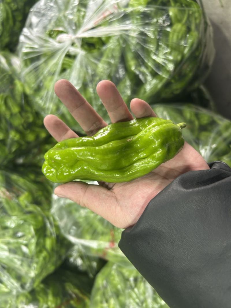 芜湖椒、苏椒、薄皮椒