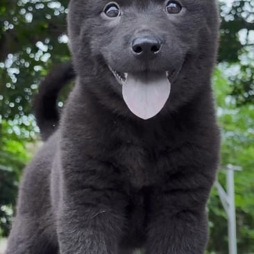 高纯度五黑犬**品质非常漂亮
