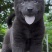 高纯度五黑犬**品质非常漂亮