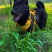 高纯度五黑犬**品质非常漂亮