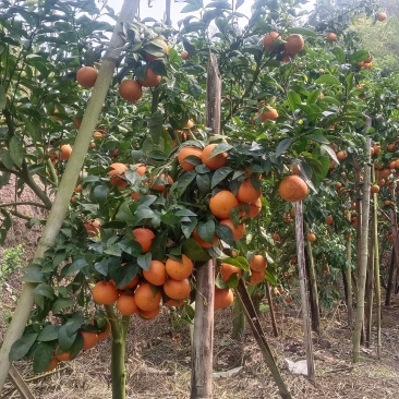 花皮沃柑果