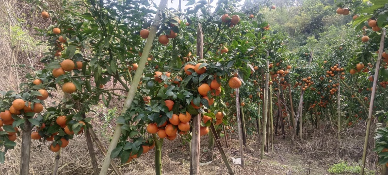 花皮沃柑果
